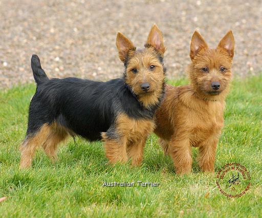 Australian Terrier 9P069D-017.JPG